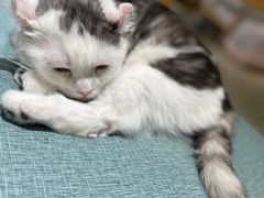 -藏猫猫咖啡主题馆(中央大道店)