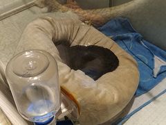 -momokira米努特·德文卷毛猫·棉花面纱犬