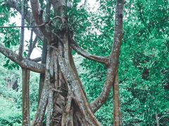 -中国科学院西双版纳热带植物园