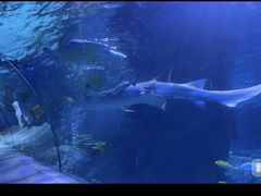 -太平洋海底世界