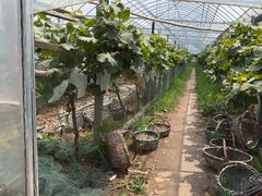 -马陆小张葡萄园农家乐