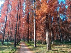 -黄海国家森林公园