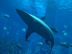 -迪拜帆船酒店海底餐厅