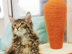 -十年猫舍·猫咪专门店(普陀店)