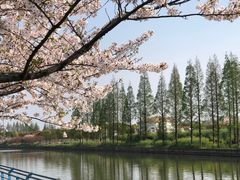 -高东镇樱花园