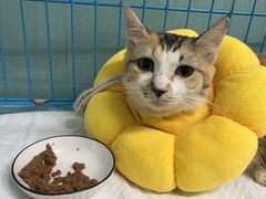 -瑞派旺宝宠物医院·犬猫全科综合·尿道专科(莲兴院)