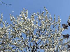 -桃花堤公园