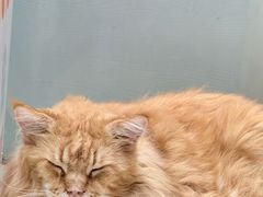 -藏猫猫咖啡主题馆(中央大道店)