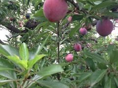 秋季采摘-古韵山庄