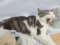 -瑞派动物医院·猫专科·至诚(江南中分院)