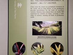 -中国茶叶博物馆(双峰馆区)
