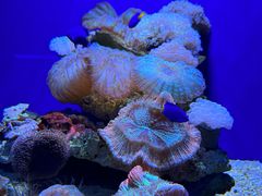 -大连圣亚海洋世界