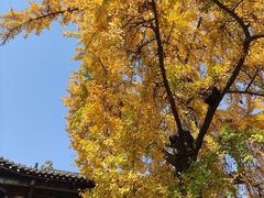 -长春观