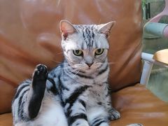 -李小姐の猫咖啡馆(五角场店)