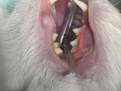 -瑞派康怡24h宠物医院·犬猫医疗中心·微创绝育(瑞景分院)