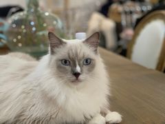 -共舞时光猫咖·狗咖(新街口店)