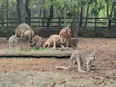 -清迈夜间动物园