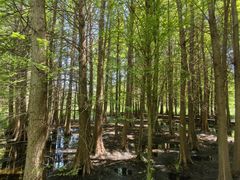 -溱湖国家湿地公园