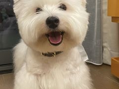 -萌宠之家·腊肠犬·马尔泰·小体犬舍