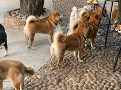 -柴犬高等学院·狗咖·柴犬售卖·宠物训练