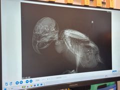 -立德异宠动物医院.兔鸟爬.内窥镜(天河店)