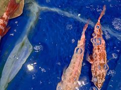 -三亚火车头万人海鲜广场