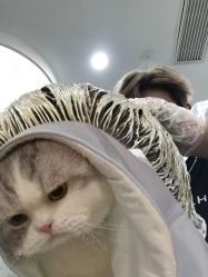 -3am hair salon烫发染发接发