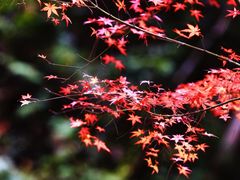 -刘伯温故里景区百丈漈