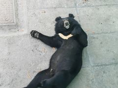 -西霞口神雕山野生动物世界