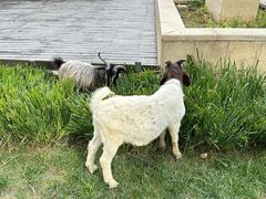 -廊坊固安福朋喜来登酒店