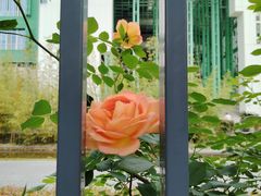 -杭州观成实验学校