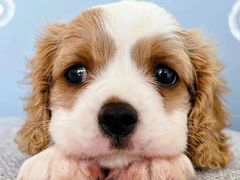 -萌宠之家·腊肠犬·马尔泰·小体犬舍