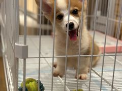 -翊宠yipet猫狗购宠庄园犬舍•猫舍