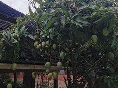 -西双版纳傣族园