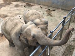 -西霞口神雕山野生动物世界