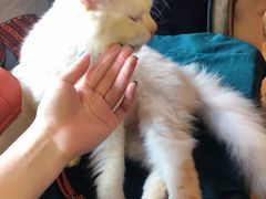 -more than meow吴止猫主题餐厅(承德 中船汇店)