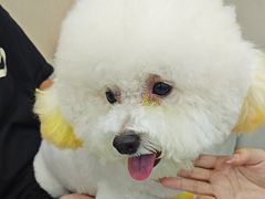 -安安宠医宠物医院·异宠·犬猫内科(岳阳分院)
