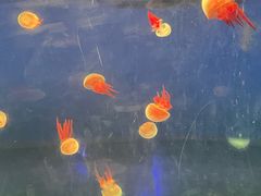 -北戴河圣蓝海洋公园