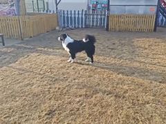 -趣玩宠物乐园寄养训犬训狗游泳池