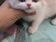 -Bastet sally猫舍购宠(静安店)