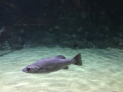 -凯莉-塔尔敦海洋生物水族馆