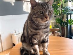 -平行世界·猫咖(首经贸店)