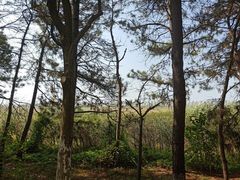 -合肥滨湖国家森林公园