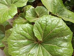 -上海市松江区泗泾医院