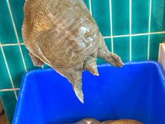 -大圣甲(汉口店)