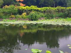 -嘉定紫藤园