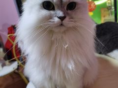 -李小姐の猫咖啡馆(五角场店)