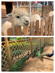 -萌宠亲子动物乐园(槐房万达店)