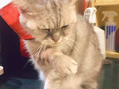 -猫色咖啡·猫咖