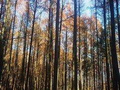 -山王坪喀斯特国家生态公园